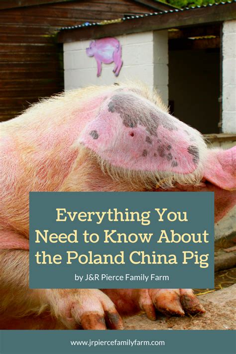 what are the characteristics of a poland china pig